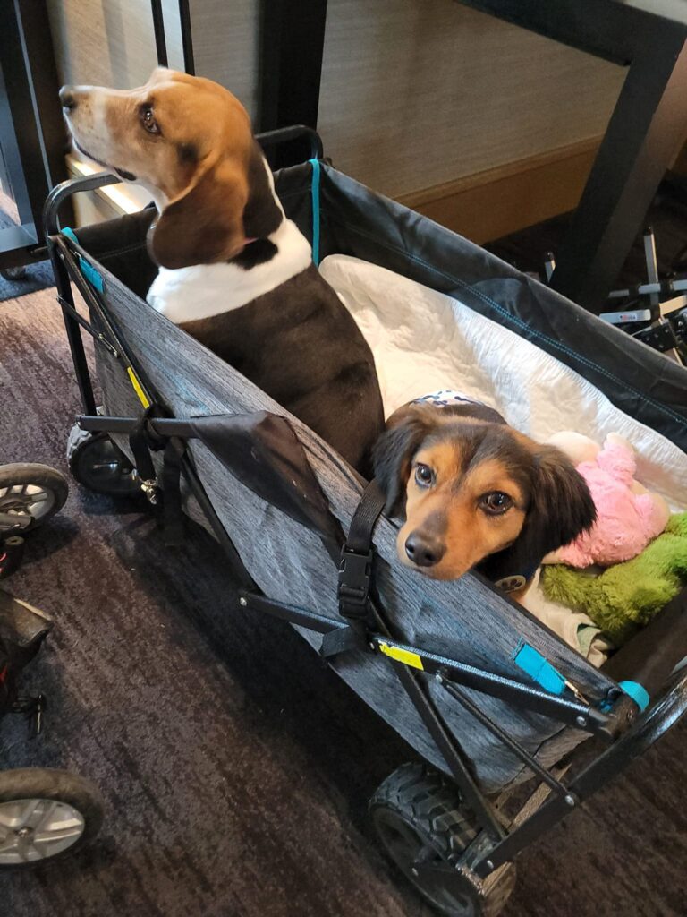 Two adorable dogs resting comfortably in a wagon during a 